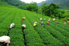 Tea Industry